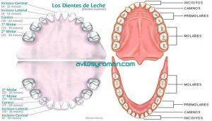 Dientes de leche y dientes Permanentes