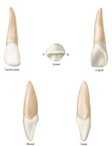 tipos de dientes