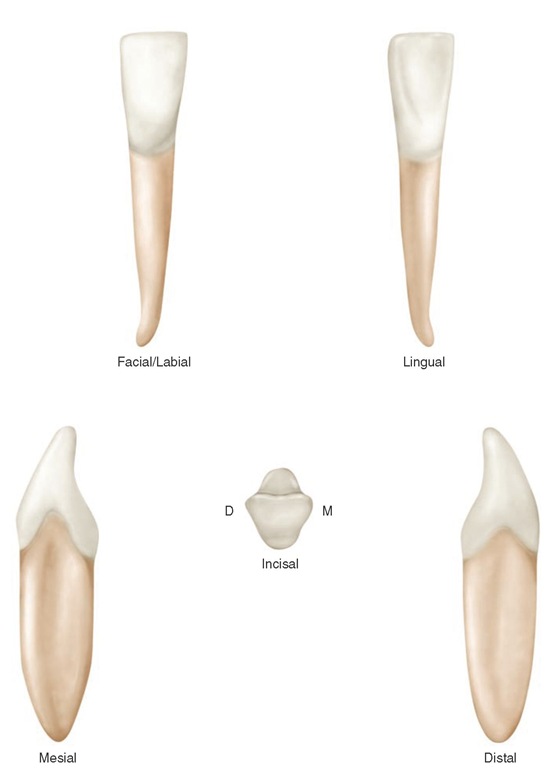 tipos de dientes