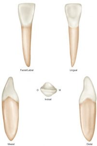 tipos de dientes