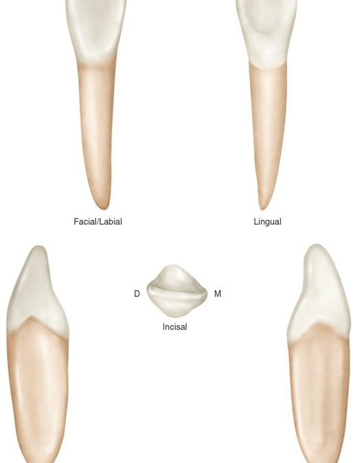 tipos de dientes