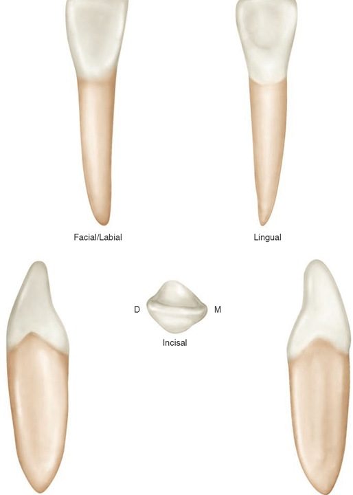 tipos de dientes