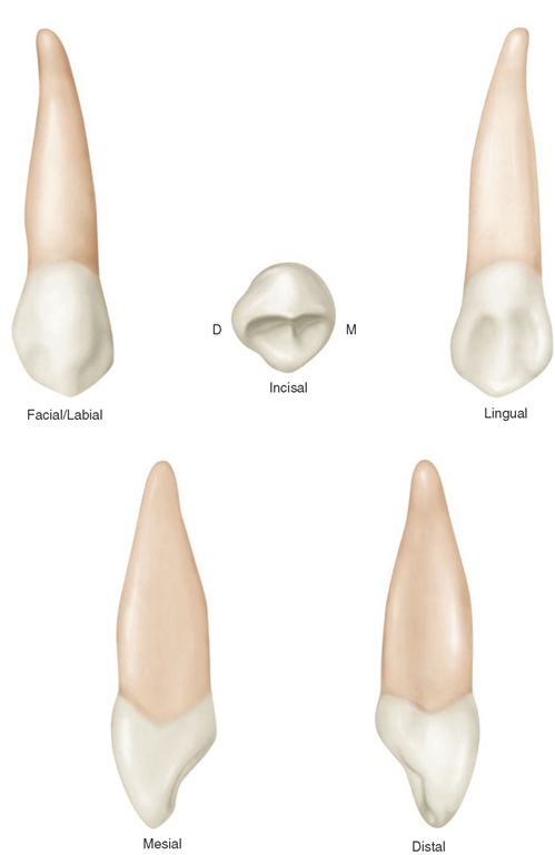 tipos de dientes